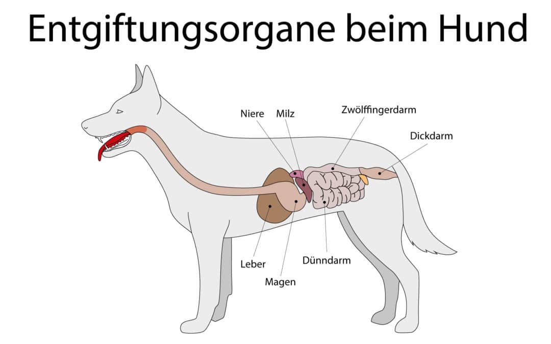 Infografik: Entgiftungsorgane Hund