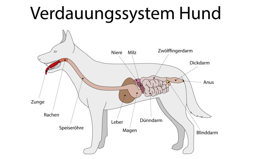 Infografik: Verdauungssystem und Verdauung des Hundes