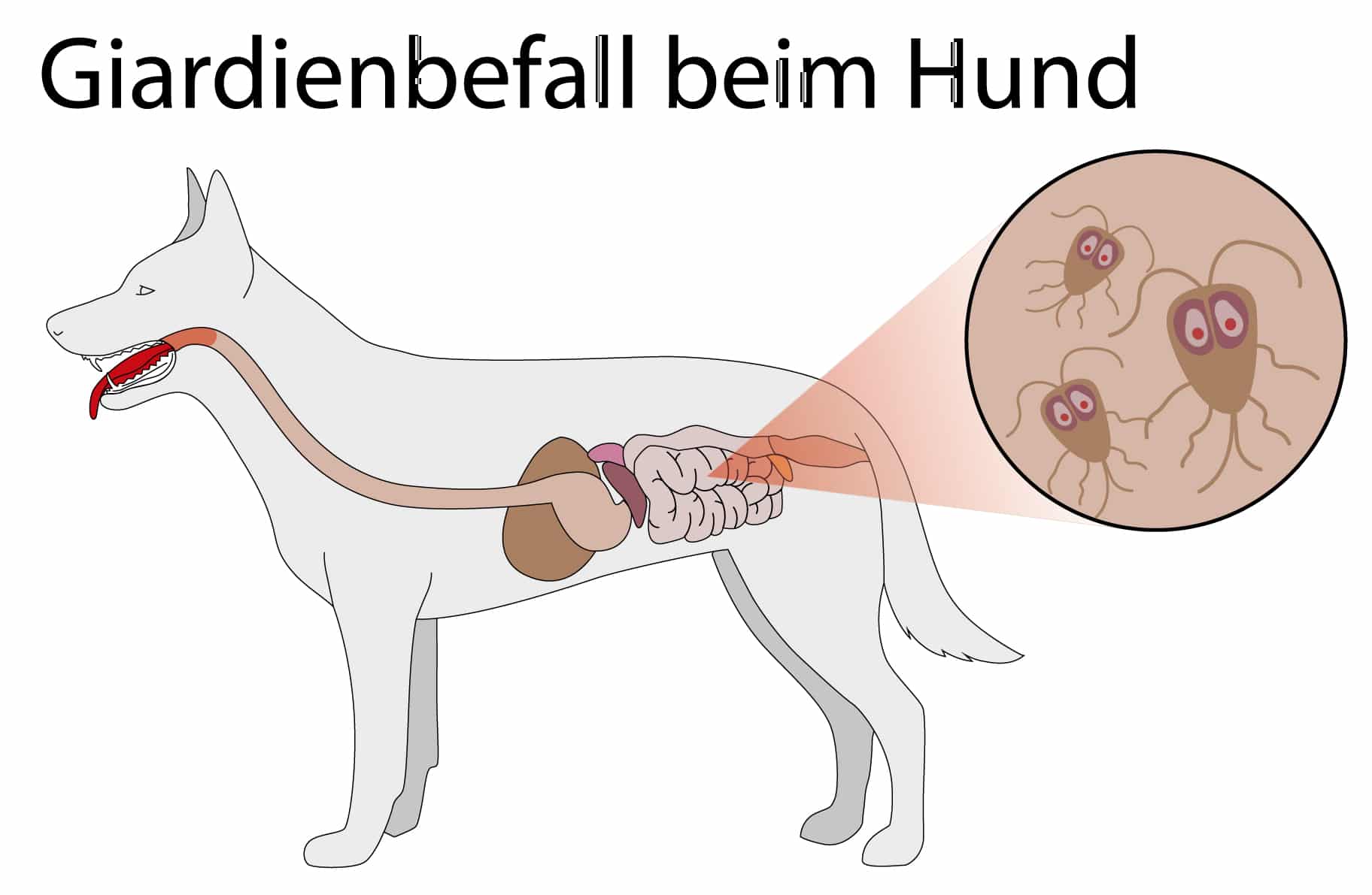 Futrinka Egyesület: június - Giardia infektion hund