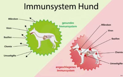 Ein gutes Immunsystem